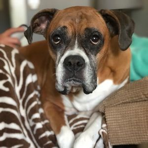 Meet your Posher, Mollie